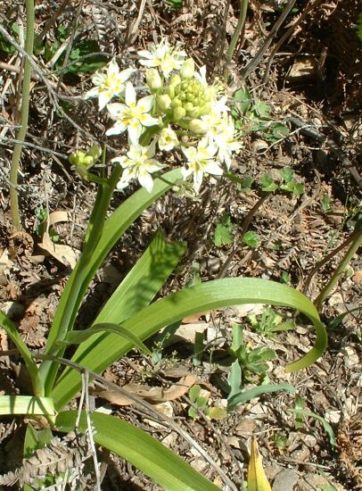 Toxicoscordion fremontii (Fremont's Death Camas) (alternate view 6)