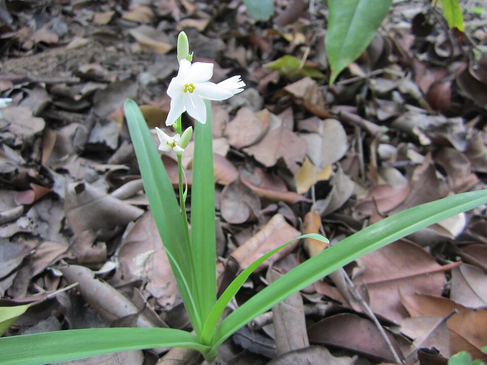 Zephyranthes chlorosolen (Brazos rain-lily) (alternate view 5)