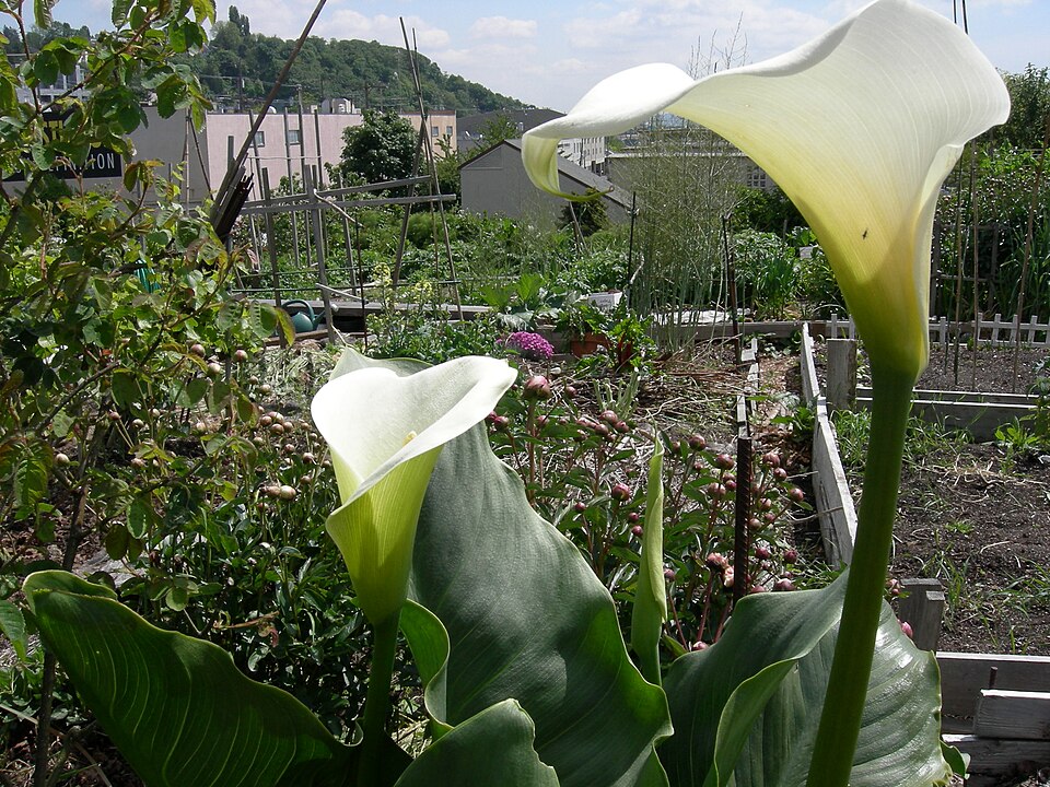 Zantedeschia aethiopica (White Calla Lily) (alternate view 7)