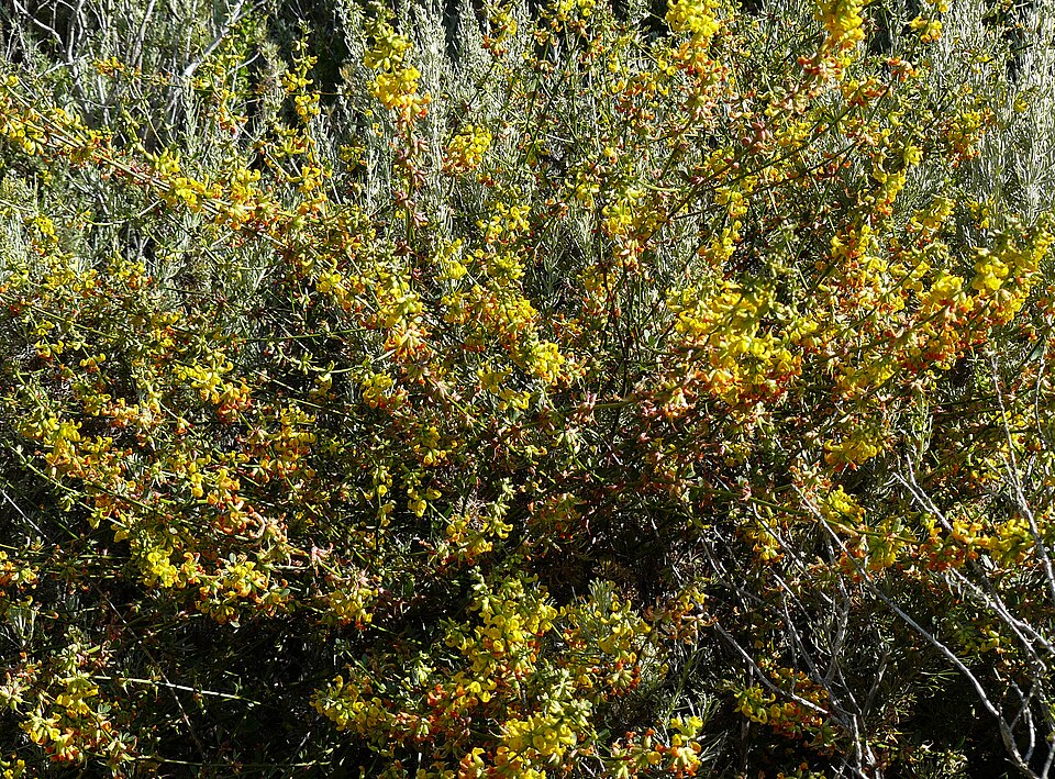 Acmispon glaber (deerweed)