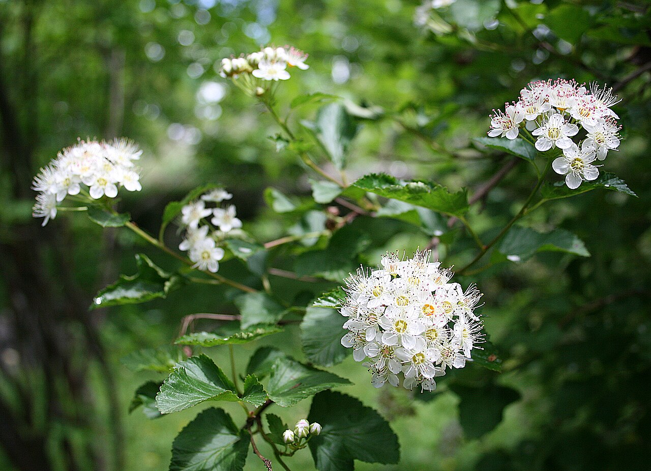 Physocarpus opulifolius, Common ninebark — spreading deciduous (Rosaceae) (image 1 of 10)