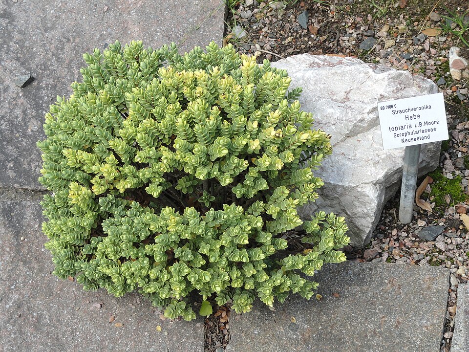 Veronica topiaria (Topiary Hebe)