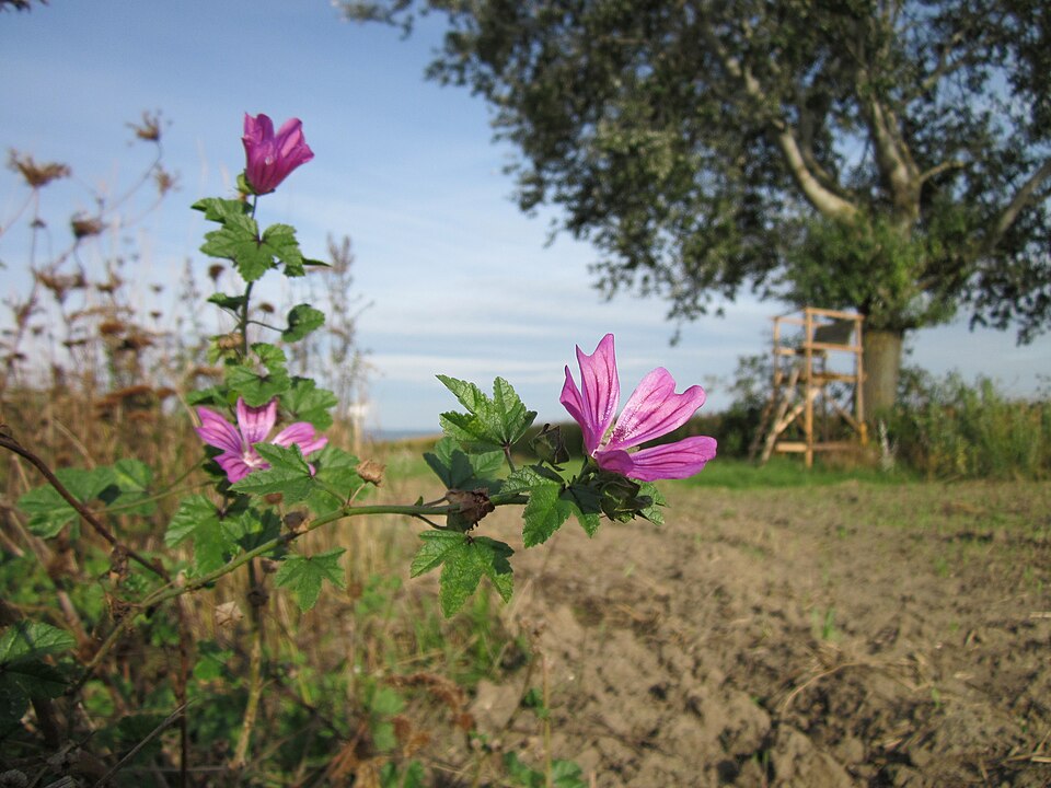 Malva sylvestris (Common Mallow)