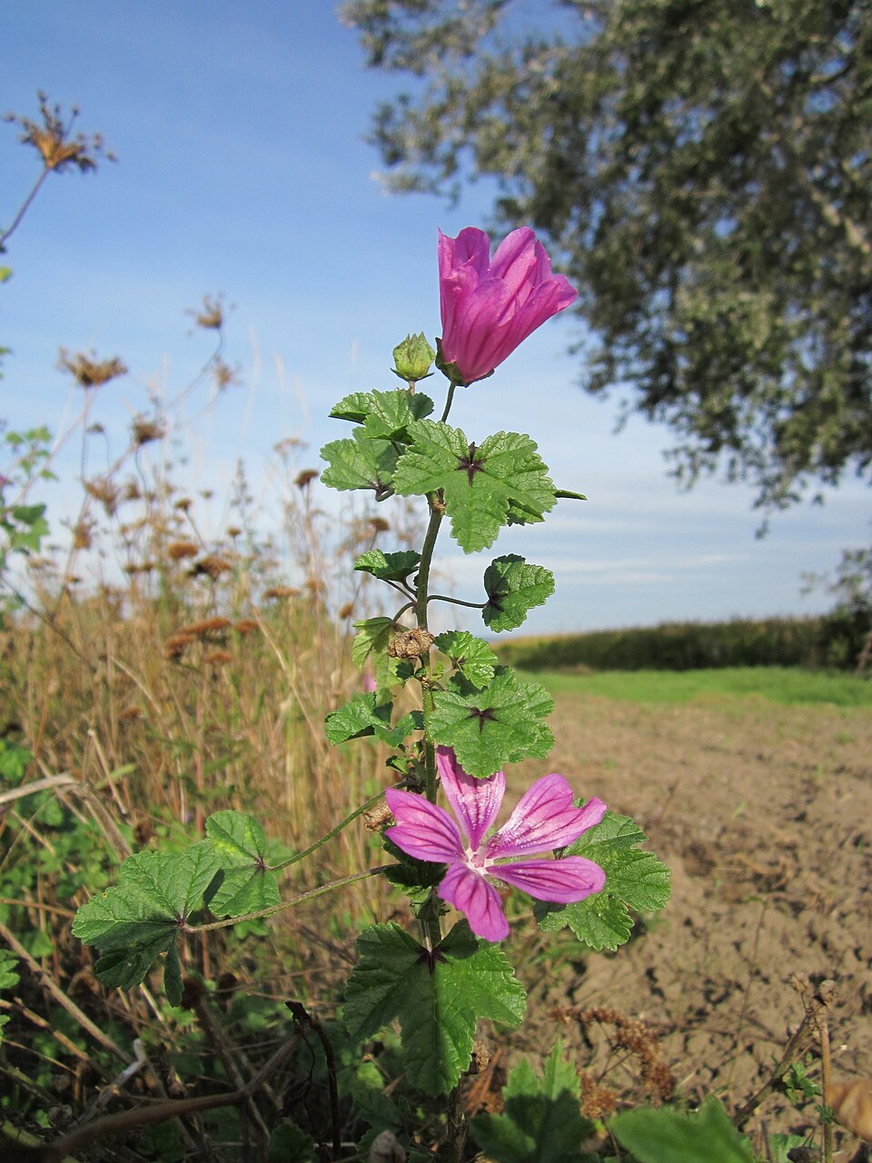 Malva sylvestris (Common Mallow)