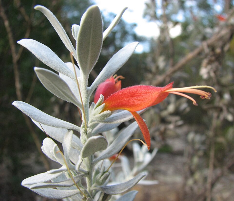 Eremophila glabra (Common Emu-Bush)