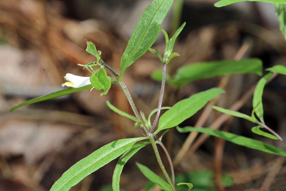 Melampyrum lineare (narrowleaf cow wheat) (alternate view 9)