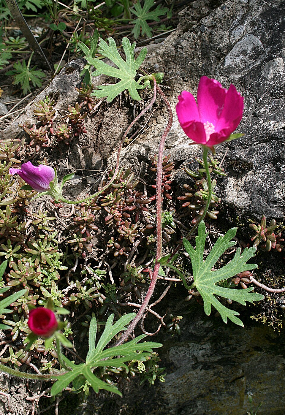 Callirhoe involucrata (winecup mallow) (alternate view 9)
