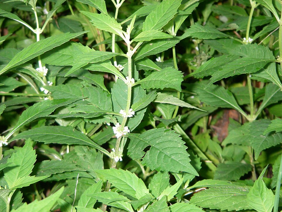 Lycopus americanus (American bugleweed) (alternate view 5)