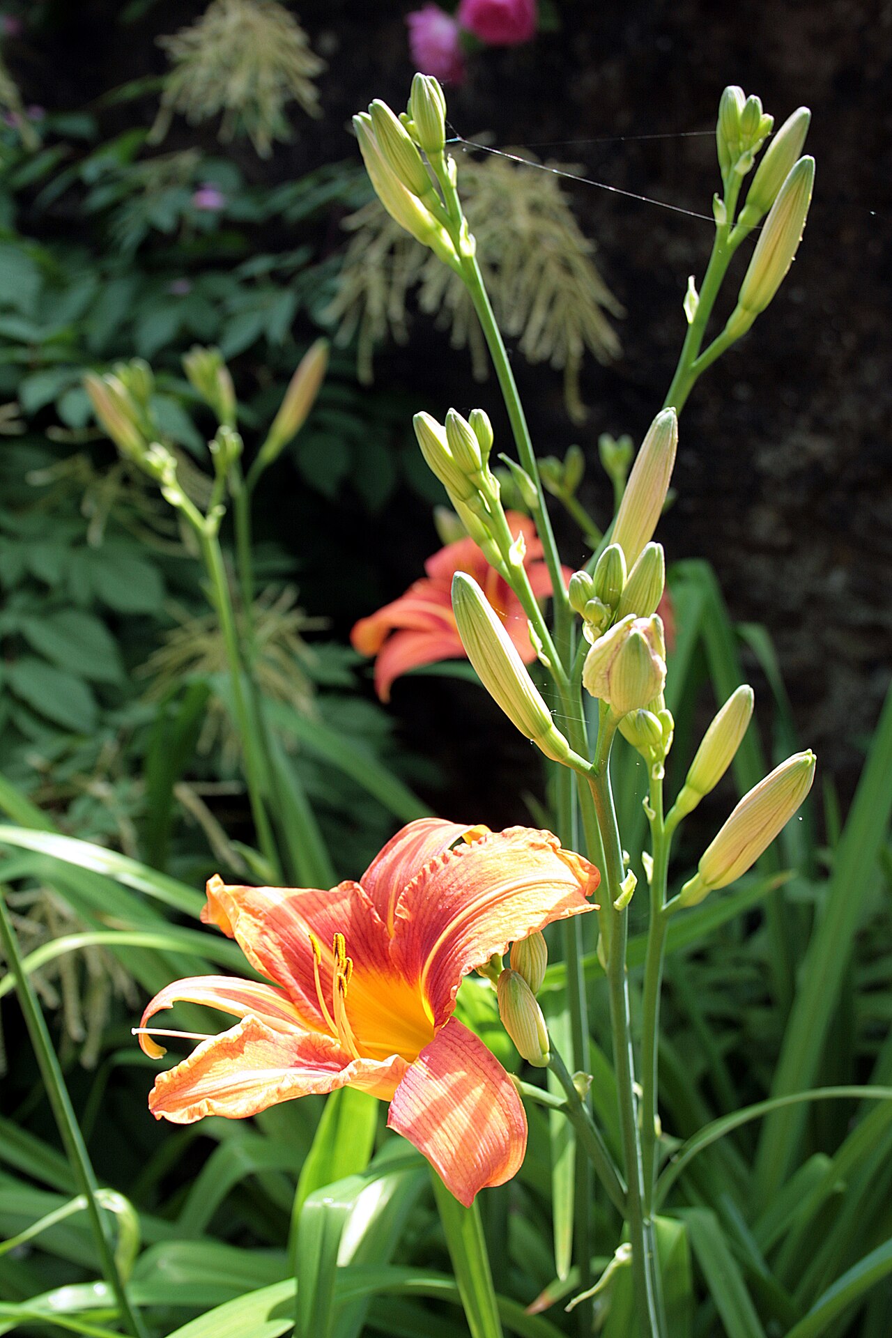 Hemerocallis fulva, Orange daylily — clumping deciduous (Asphodelaceae) (image 5 of 10)