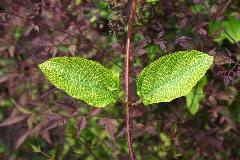 Lonicera japonica 'Aureoreticulata' (Golden Net Honeysuckle)