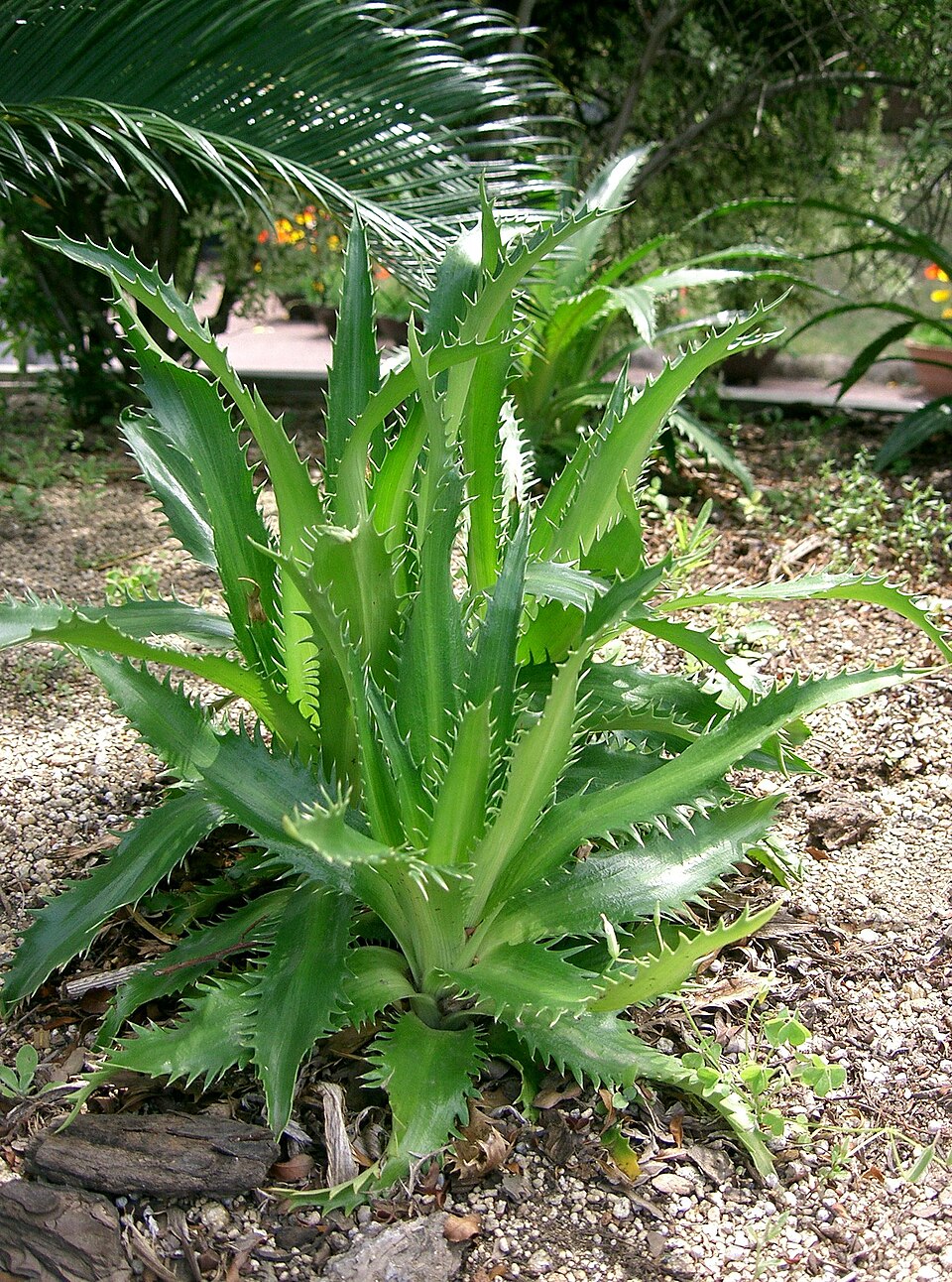 Eryngium agavifolium (Agave-leaved Sea Holly) (alternate view 7)