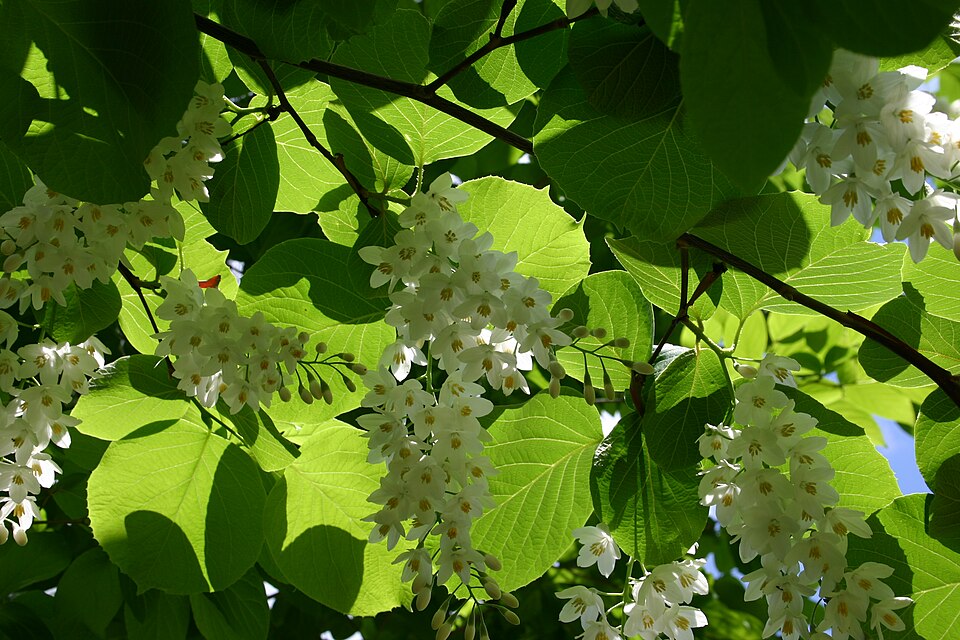 Styrax obassia (fragrant snowbell) (alternate view 6)