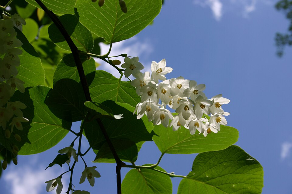 Styrax obassia (fragrant snowbell) (alternate view 7)
