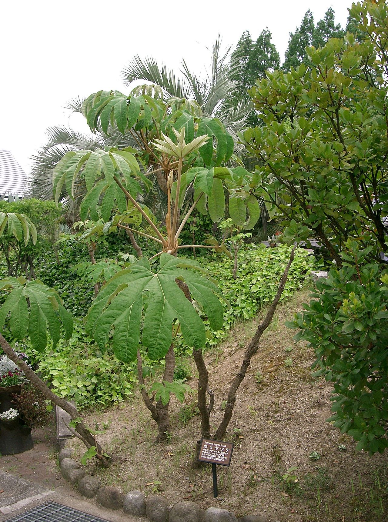 Tetrapanax papyrifer, Rice-paper plant — spreading semi-evergreen (Araliaceae) (image 1 of 10)