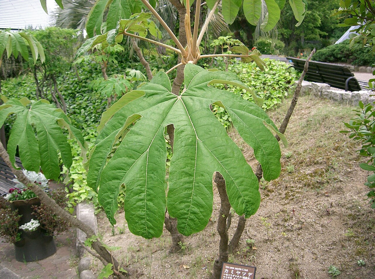 Tetrapanax papyrifer, Rice-paper plant — spreading semi-evergreen (Araliaceae) (image 2 of 10)