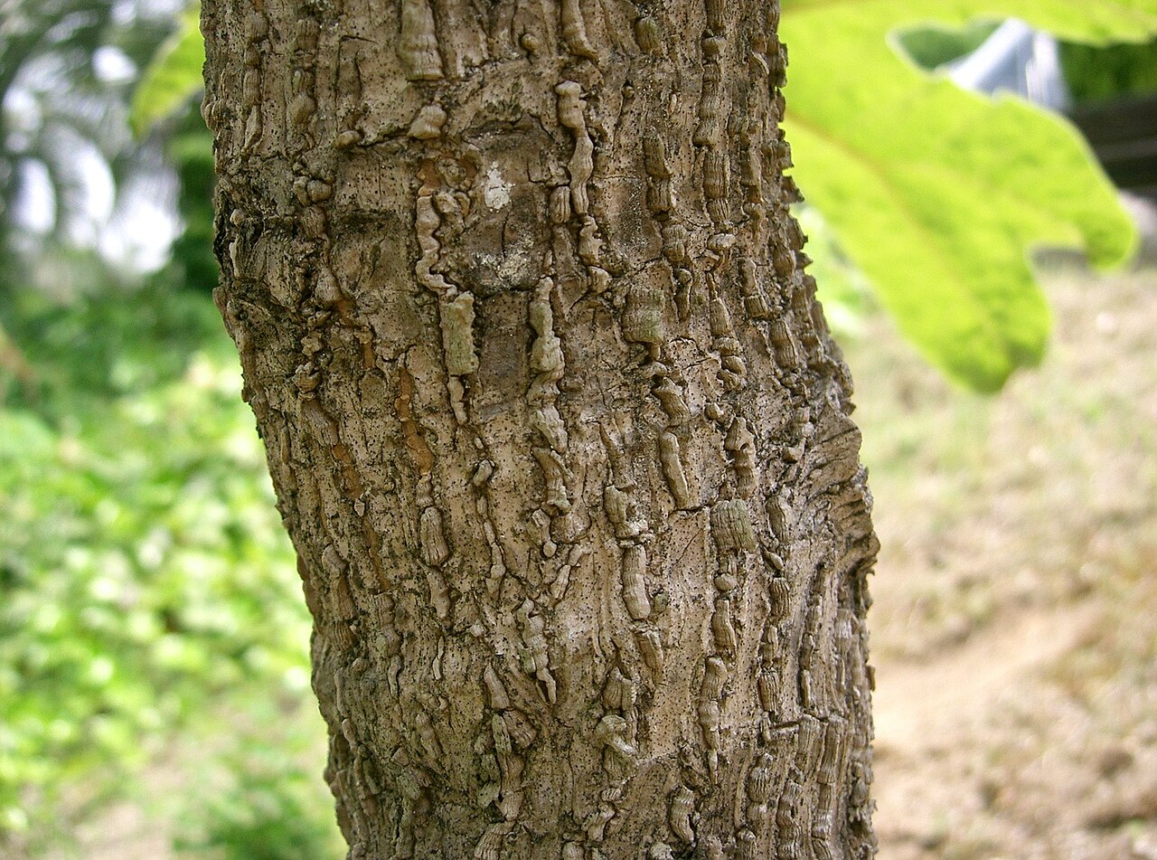 Tetrapanax papyrifer, Rice-paper plant — spreading semi-evergreen (Araliaceae) (image 3 of 10)