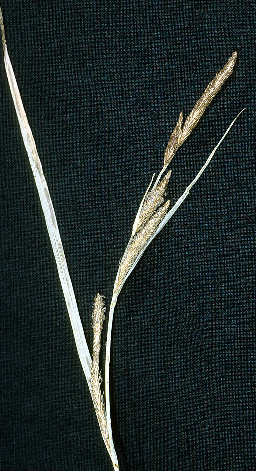 Carex stricta (Tussock Sedge) (alternate view 5)