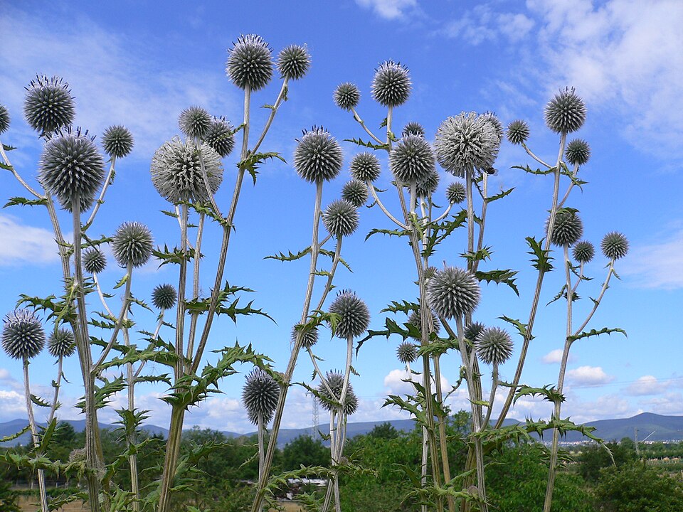Echinops sphaerocephalus (Great Globe Thistle) (alternate view 6)