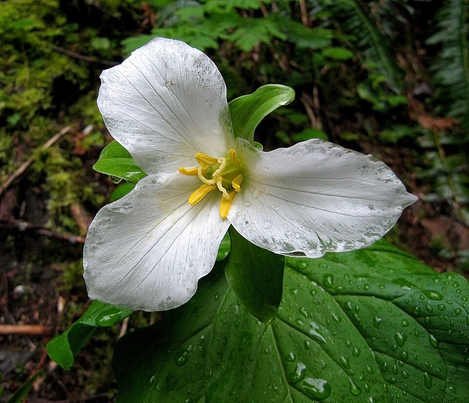 Trillium ovatum (western trillium) (alternate view 7)