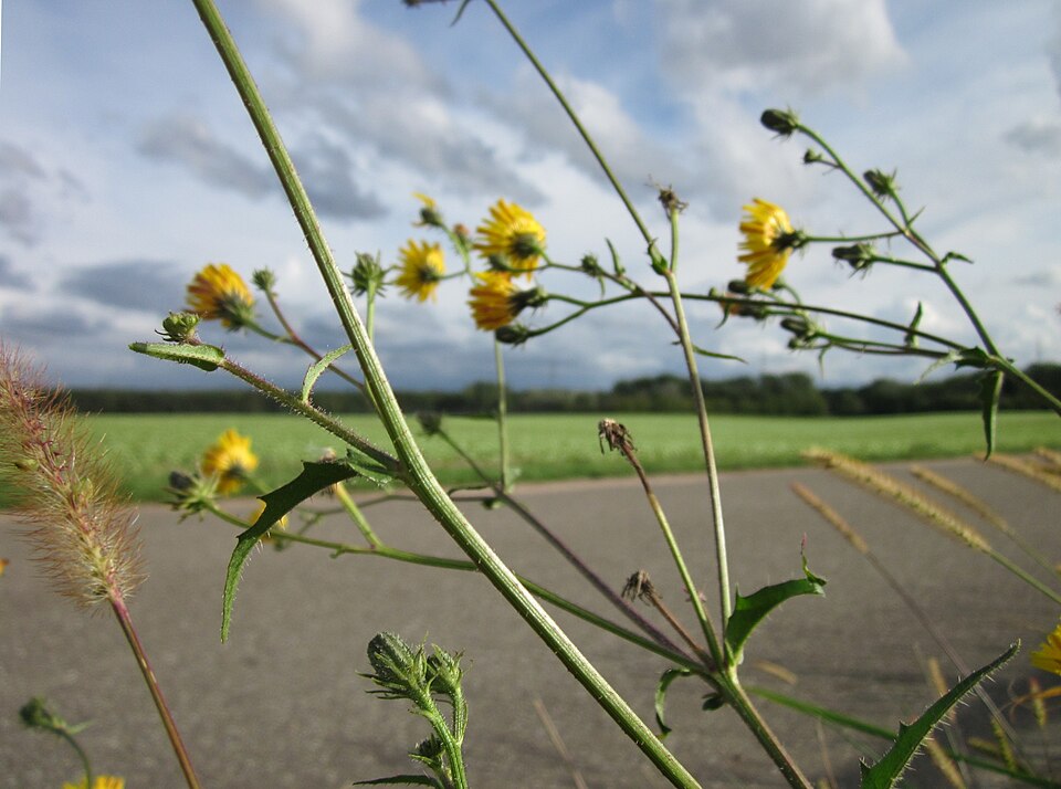 Picris hieracioides (Hawkweed Oxtongue)