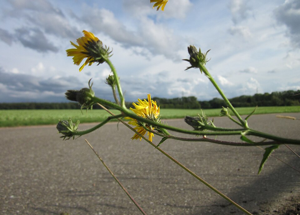Picris hieracioides (Hawkweed Oxtongue)