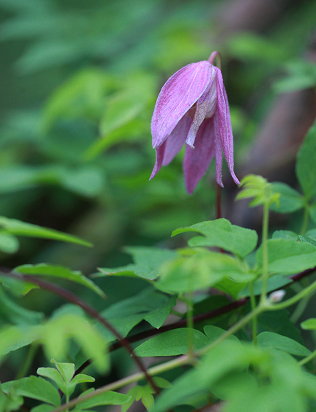 Clematis 'Constance' (Constance Clematis) (alternate view 2)