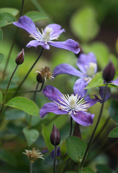 Clematis × 'Arabella' (Arabella Clematis) (alternate view 2)