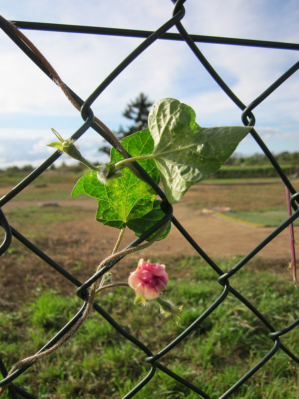 Ipomoea purpurea (common morning-glory)