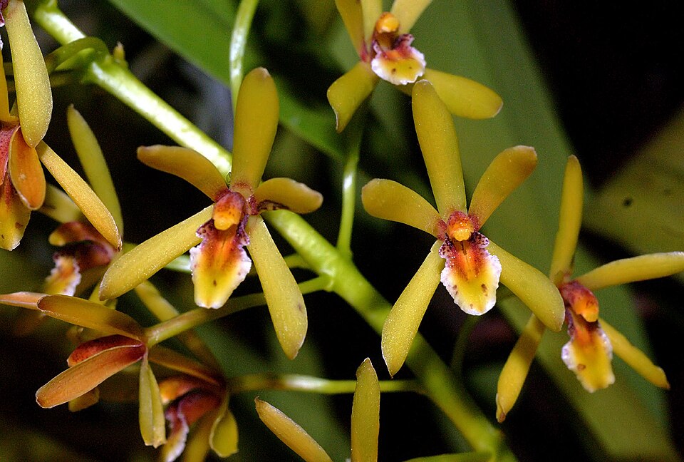Cymbidium suave (Snake Orchid) (alternate view 7)