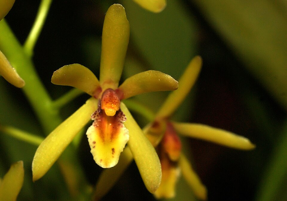 Cymbidium suave (Snake Orchid) (alternate view 8)