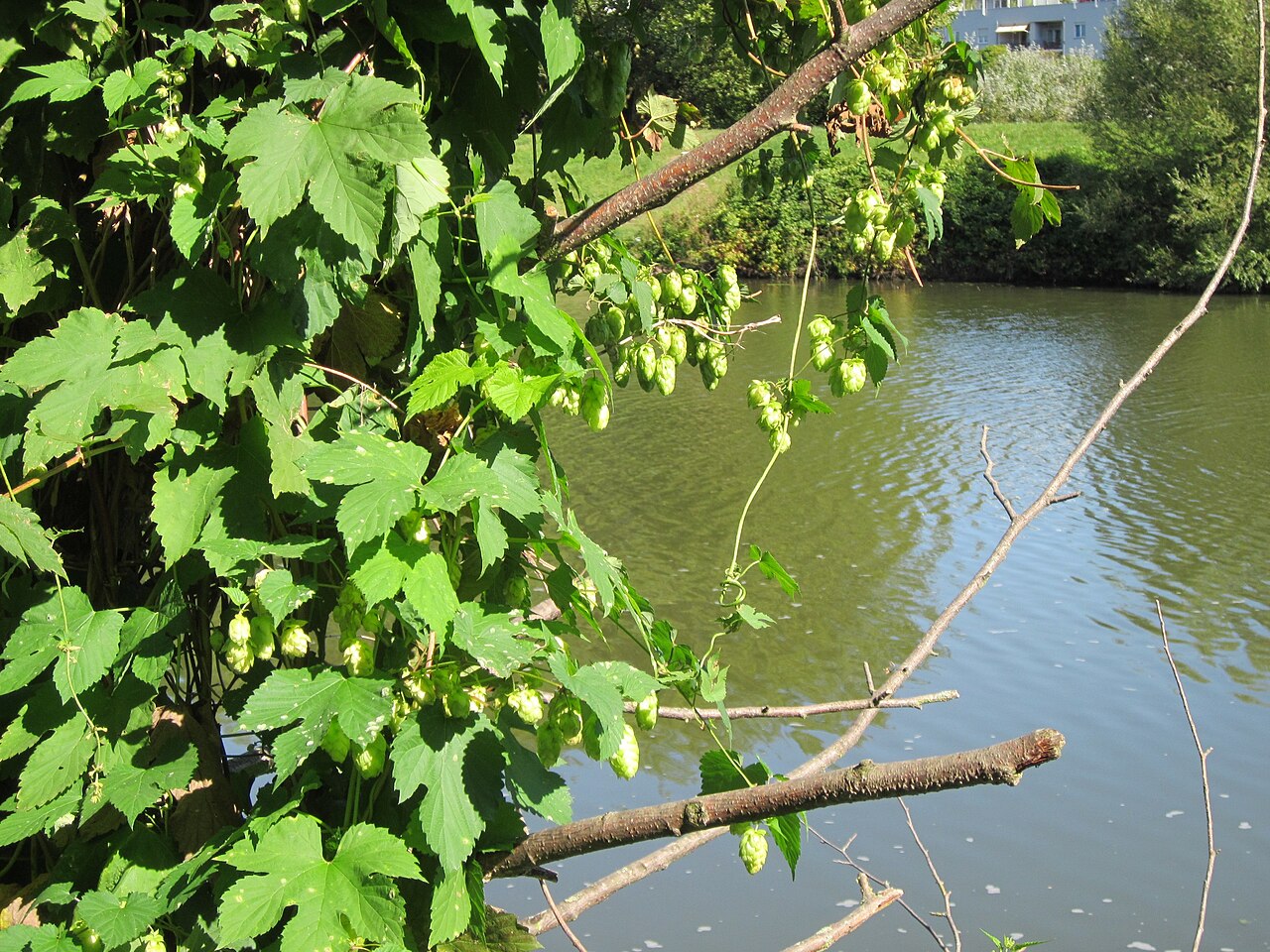 Humulus lupulus, Common hop — climbing deciduous (Cannabaceae) (image 10 of 10)