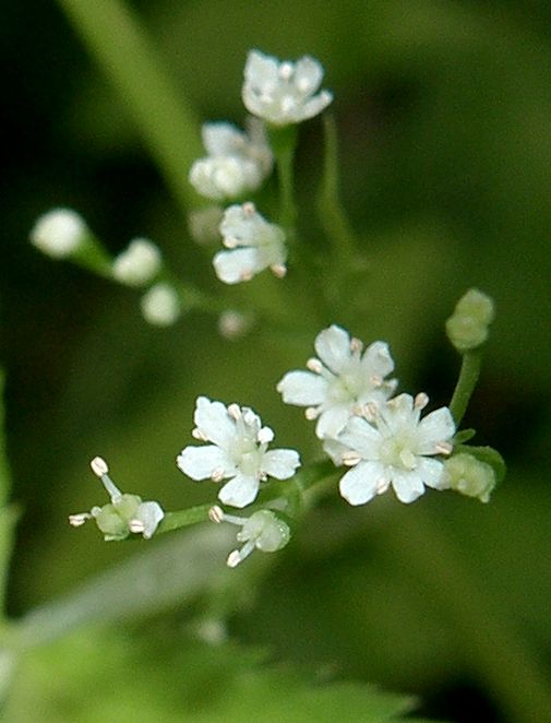 Cryptotaenia japonica, Japanese parsley (mitsuba) — clumping deciduous (Apiaceae) (image 1 of 8)