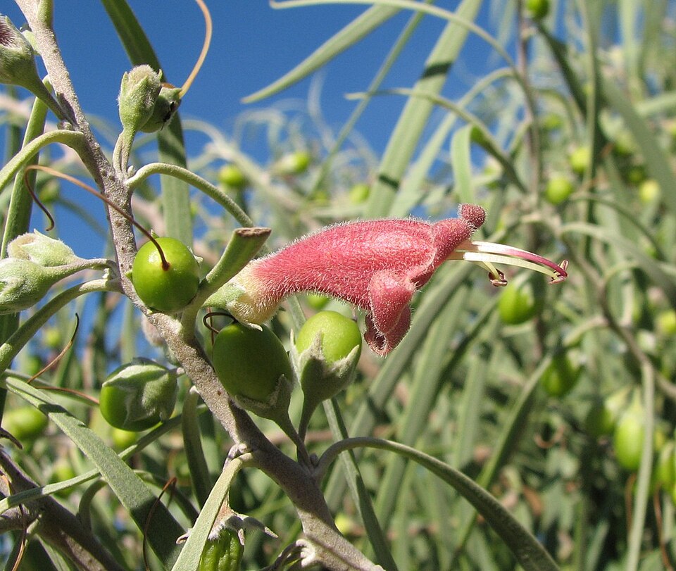 Eremophila longifolia (Weeping Emubush) (alternate view 6)