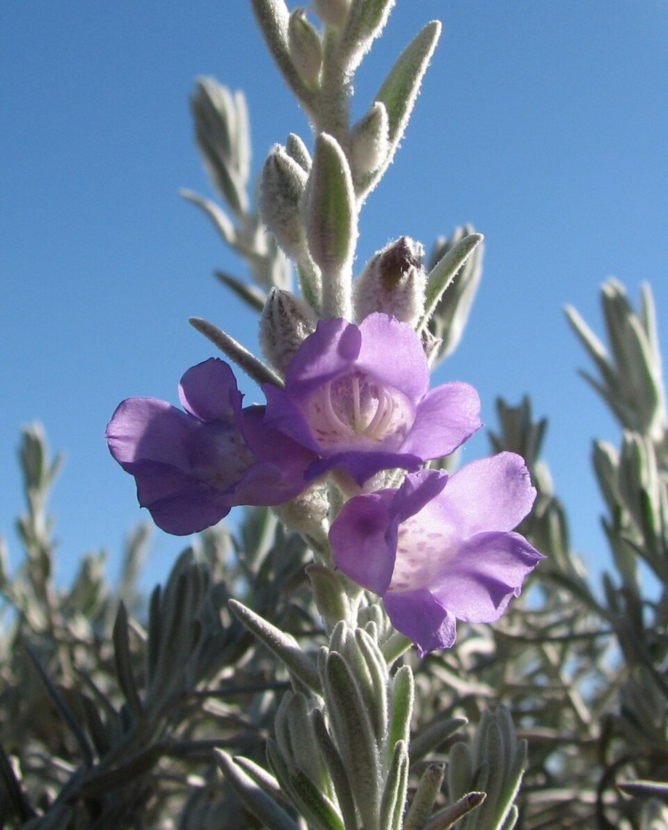 Eremophila nivea (alternate view 5)