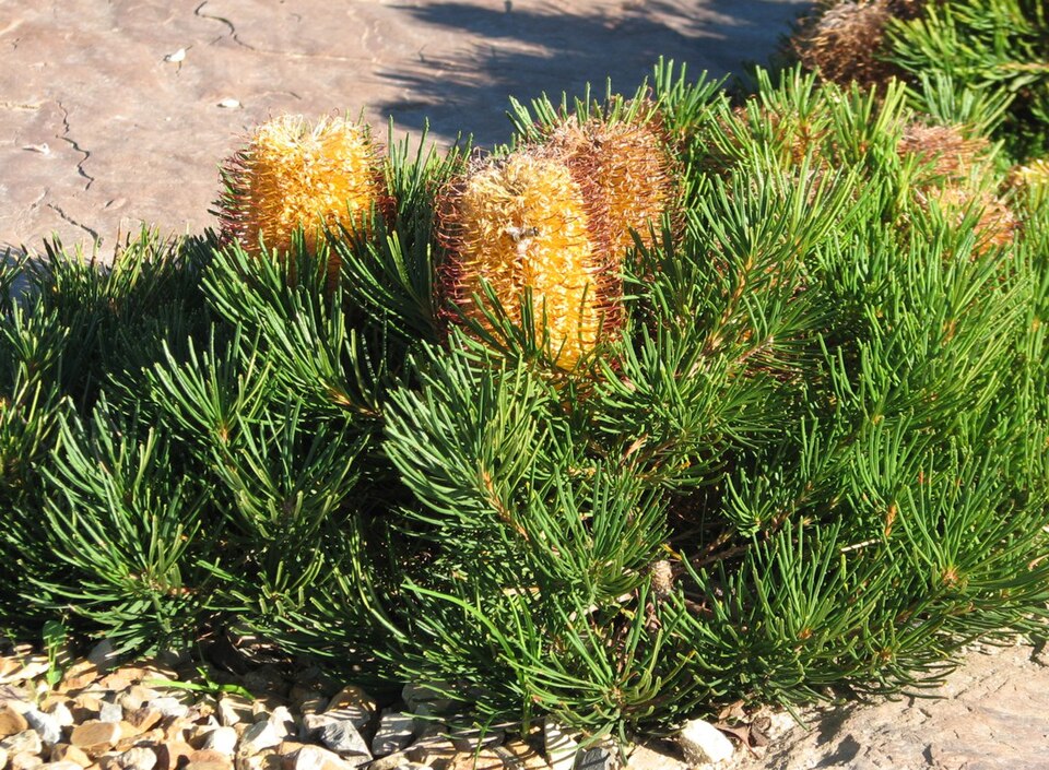 Banksia spinulosa 'Birthday Candles'