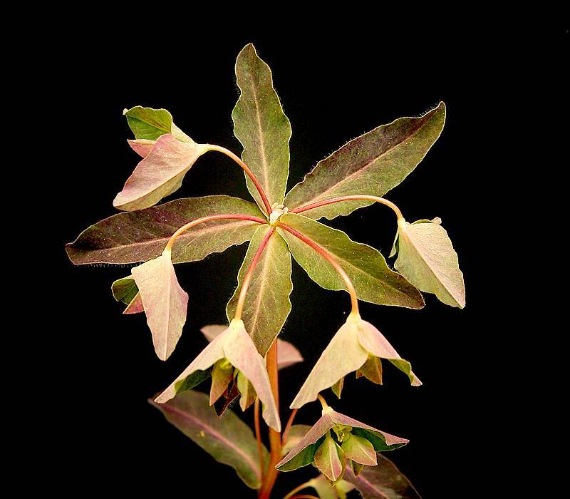 Euphorbia dulcis 'Chameleon' (Chameleon Spurge) (alternate view 2)