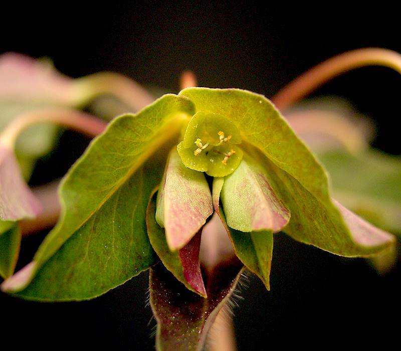 Euphorbia dulcis 'Chameleon' (Chameleon Spurge) (alternate view 3)