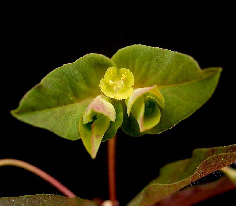 Euphorbia dulcis 'Chameleon' (Chameleon Spurge) (alternate view 4)