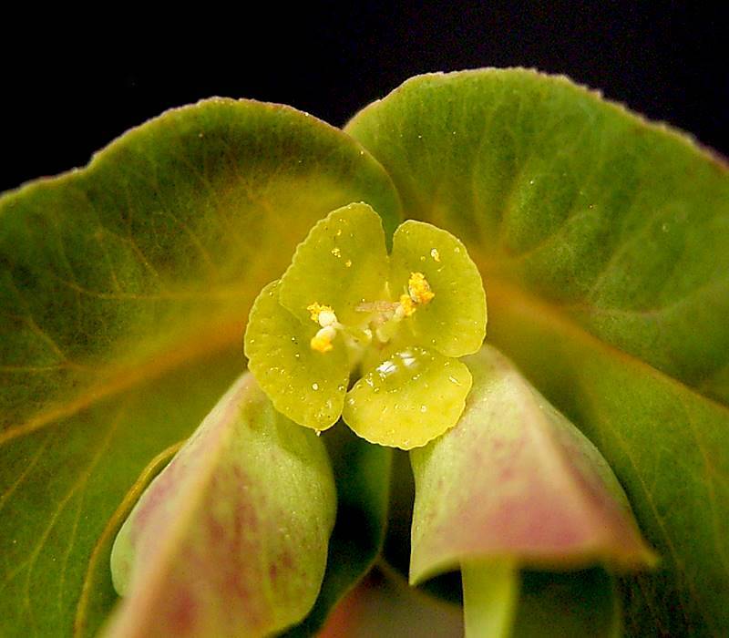 Euphorbia dulcis 'Chameleon' (Chameleon Spurge) (alternate view 5)