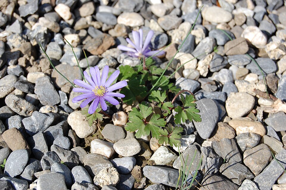 Anemone blanda (windflower)