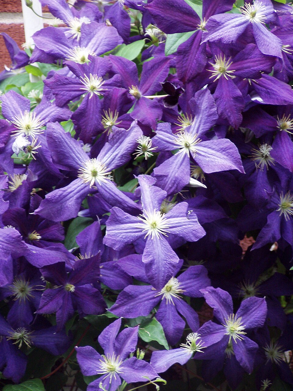 Clematis 'Jackmanii' (Jackman Clematis)