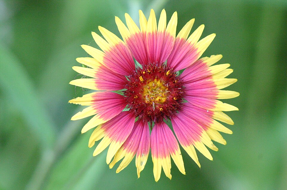 Gaillardia pulchella (firewheel)