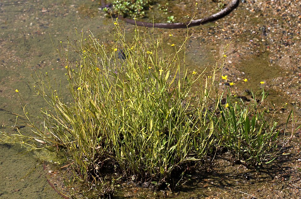 Ranunculus flammula (Lesser Spearwort)