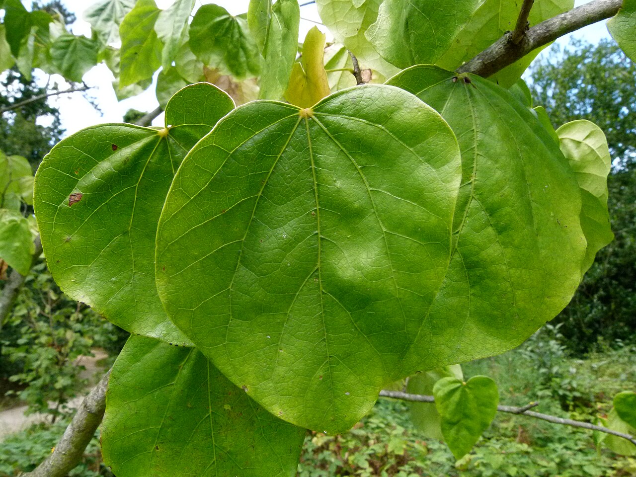 Cercis chinensis, Chinese redbud — upright deciduous (Fabaceae) (image 6 of 10)