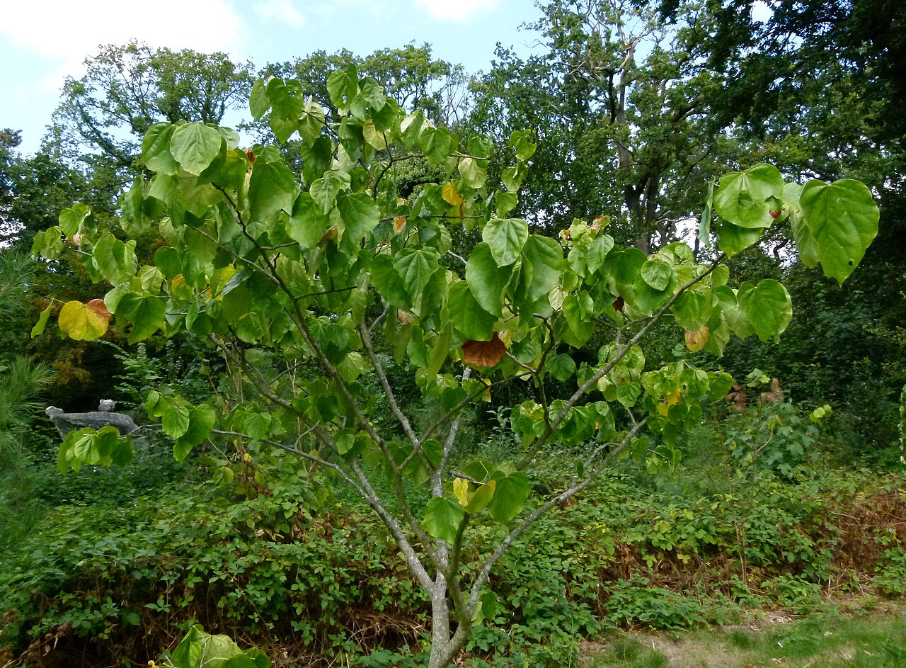 Cercis chinensis, Chinese redbud — upright deciduous (Fabaceae) (image 7 of 10)