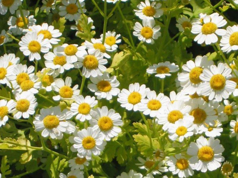 Tanacetum parthenium (feverfew)