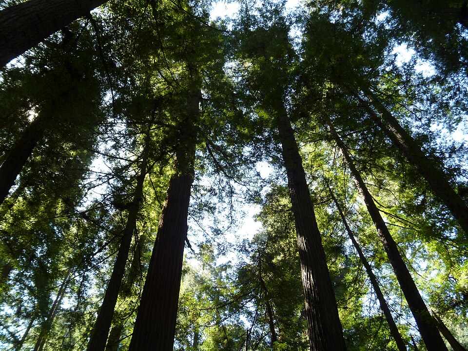 Sequoia sempervirens (Coast Redwood) (alternate view 7)