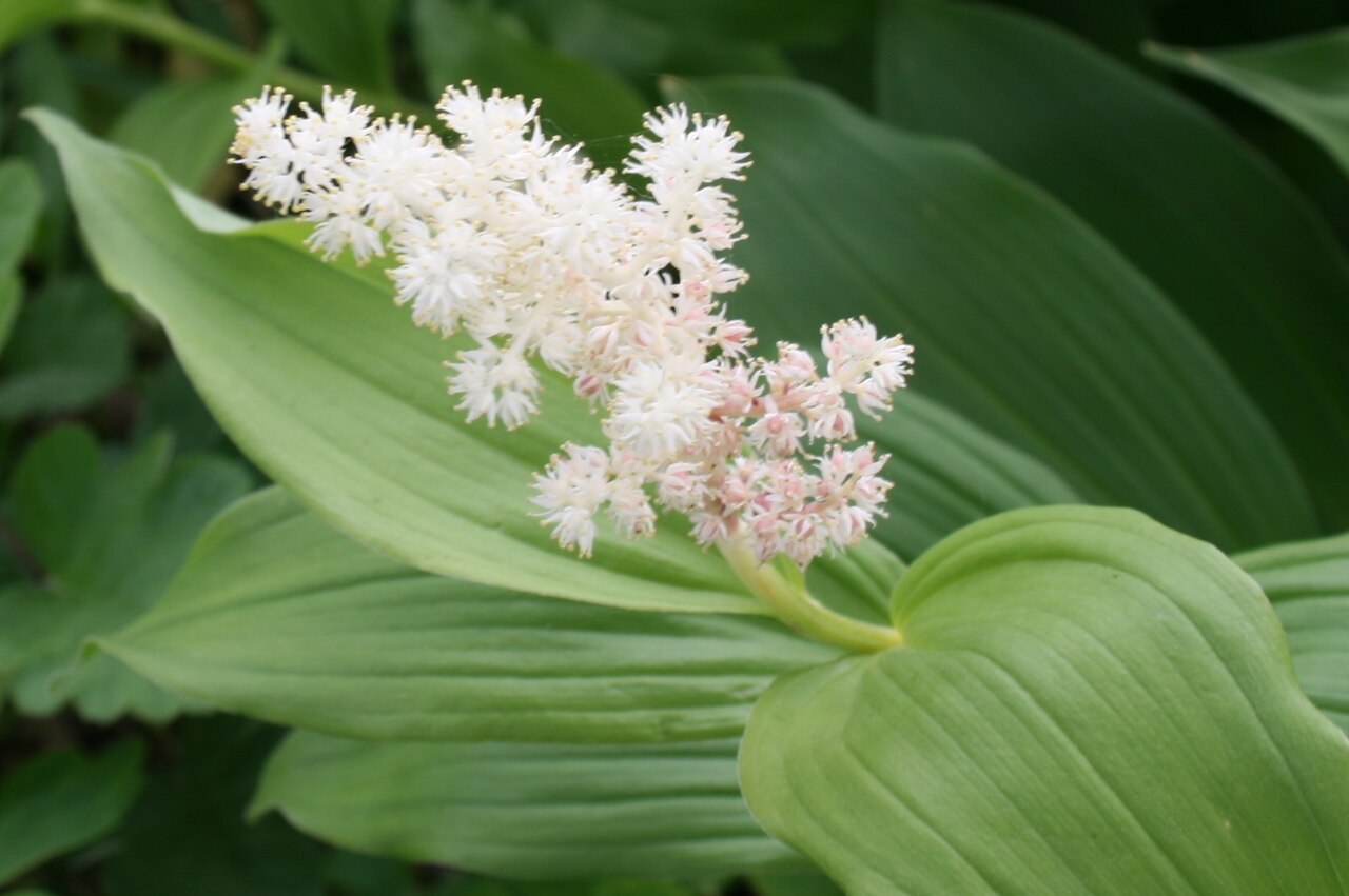 Smilacina racemosa (False Solomon's Seal)