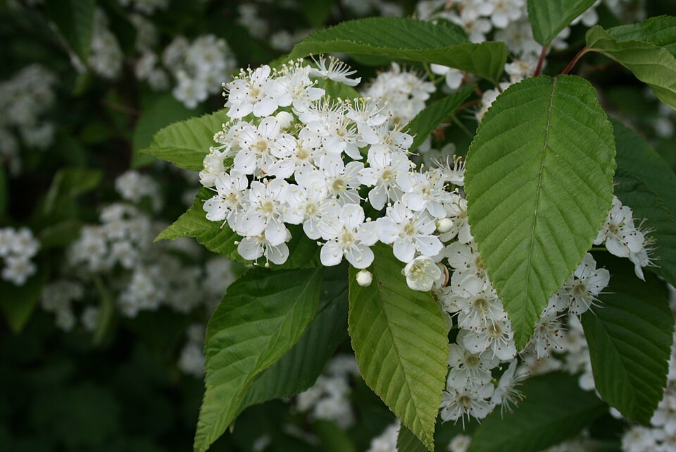 Sorbus alnifolia (Korean Mountain Ash)