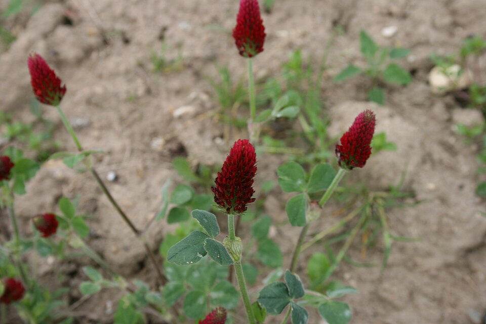 Trifolium incarnatum (crimson clover)
